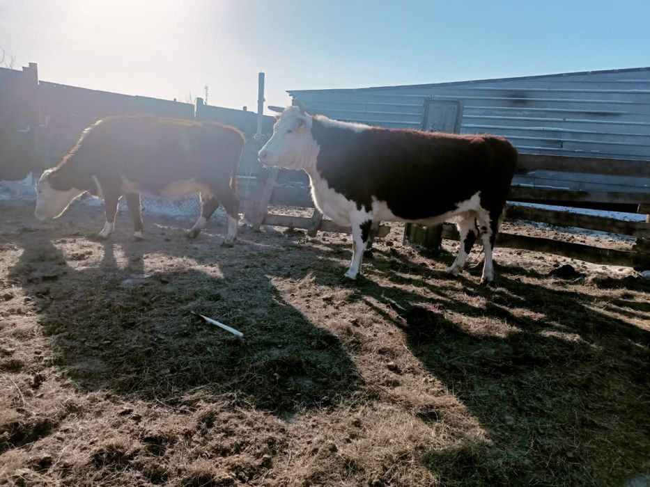 Семіз ту сыйыр килограм дап