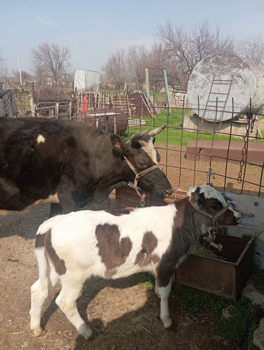 Сиыр бузауымен сатылады