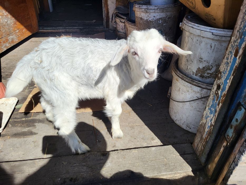 Козлята молочные