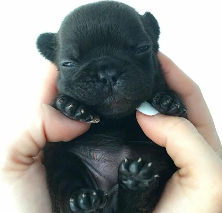 Французского бульдог