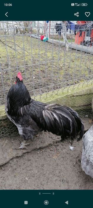 Ouă pt incubat australorp splash și albastru