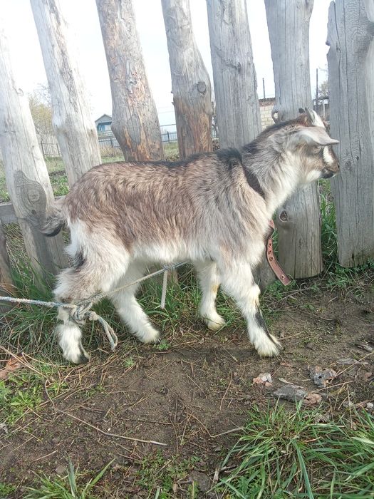 Коза  с козликом