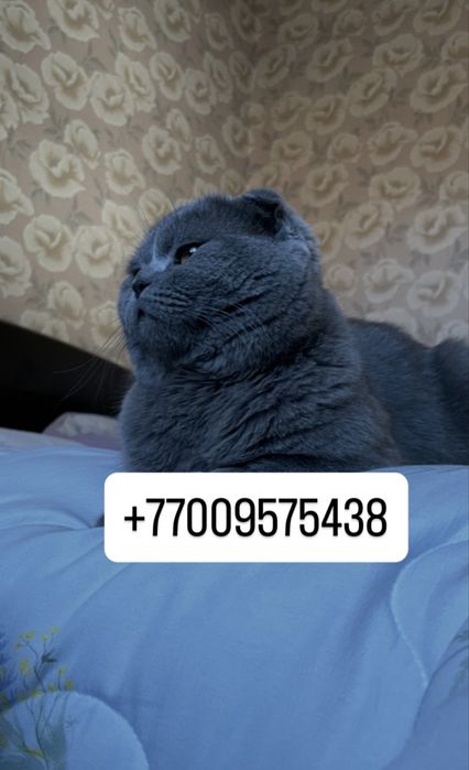 Вязка кот шотландский вислоухий