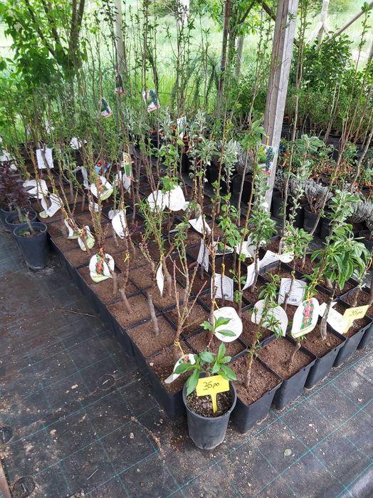 pomi columnari la ghiveci