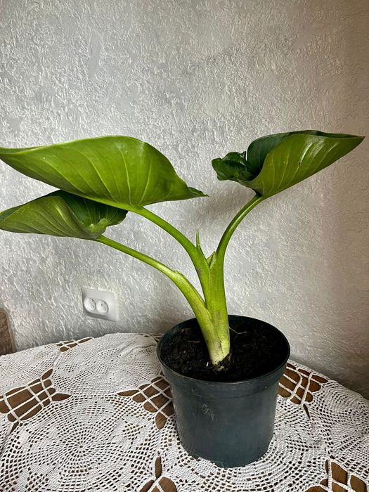 Продам  саженцы цветка каллы