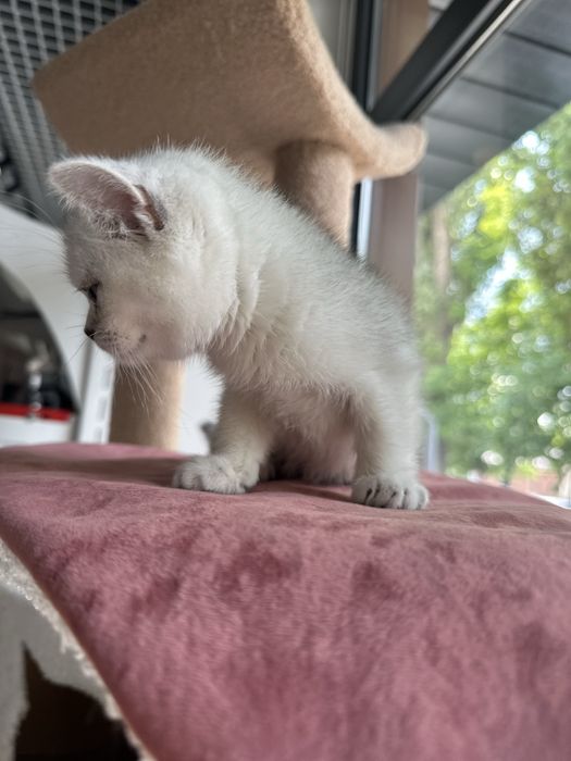 Котенок шиншилла