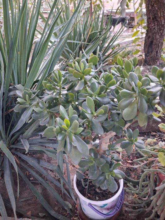 Продаются цветы денежное дерево по 200-300тысяч сум