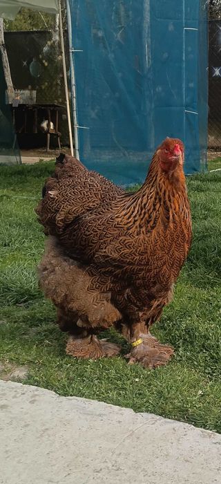 Pui si pasari adulte Brahma si Australorp