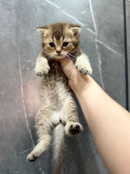 Emdi va yutib yubordi