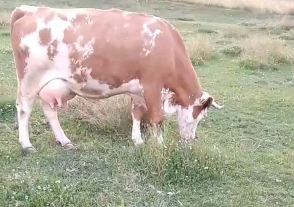 Vând vacă bălțată in ultima lună de gestație