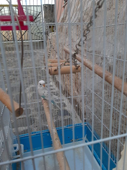 Cusca mare cu accesorii pentru perusi