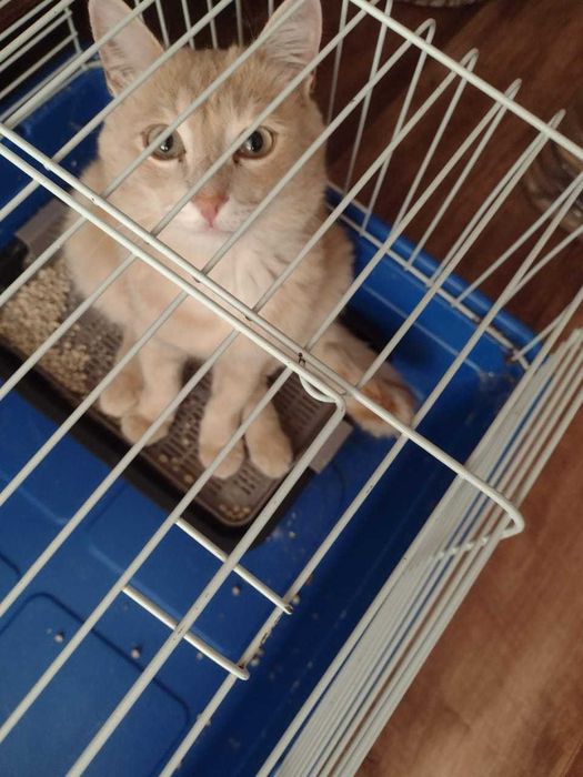 Отдам кота в добрые руки