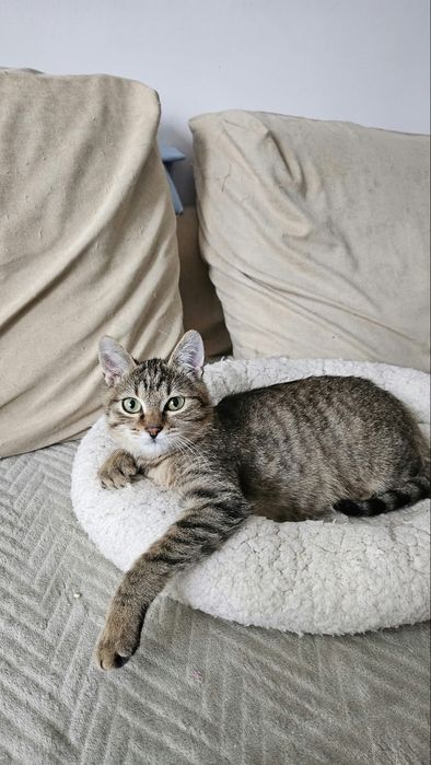 Adoptie pui pisica