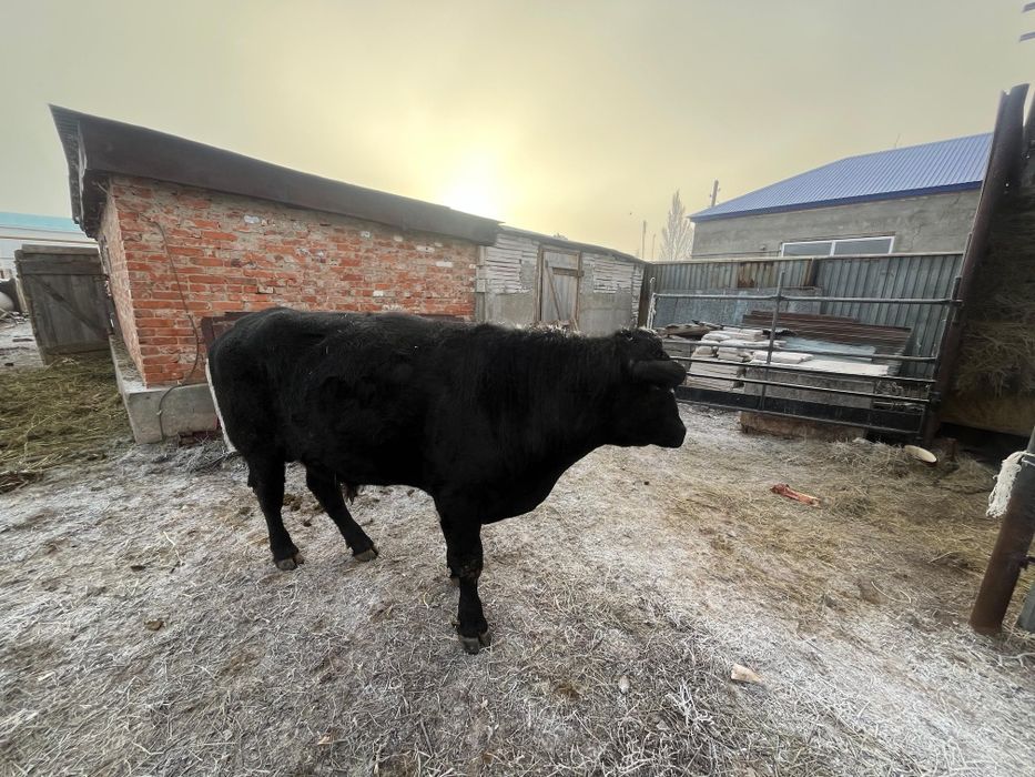 Ангус бука сатылады