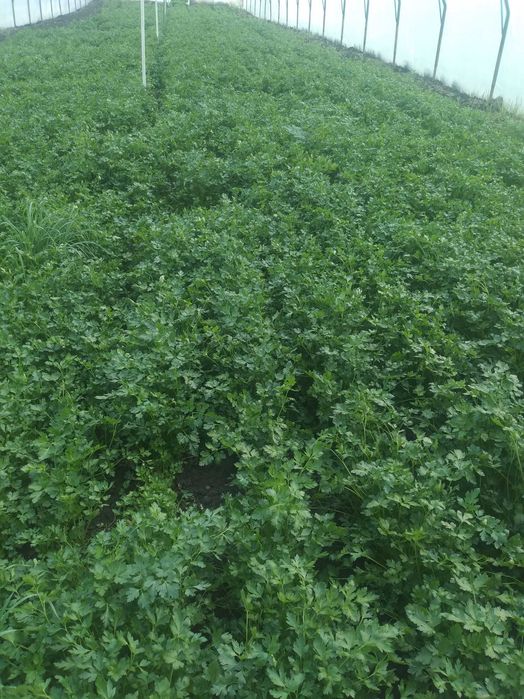 Pătrunjel verde 8 lei