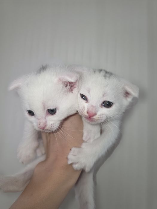 Продам 5 котят  полу вислоухии
