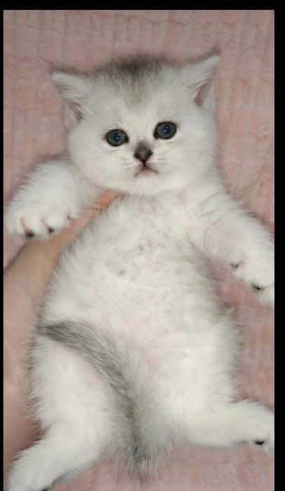 Продаётся чистокровная британская девочка