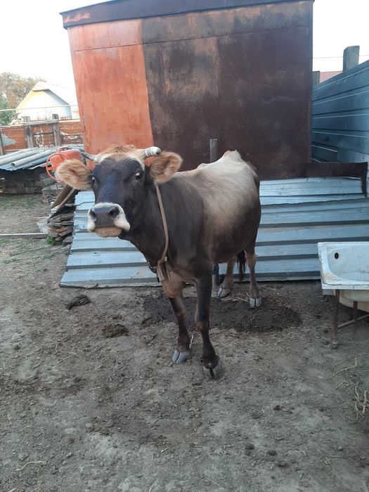 2 коровы Алатауской пароды
