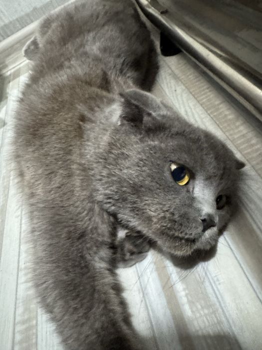 шотландская кошечка