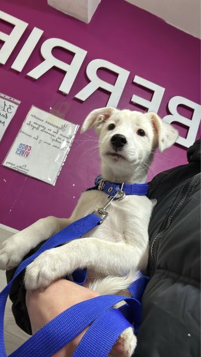 Отдам песеля в добрые руки