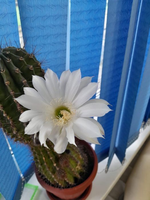 прополка уборка дачных участков огородов