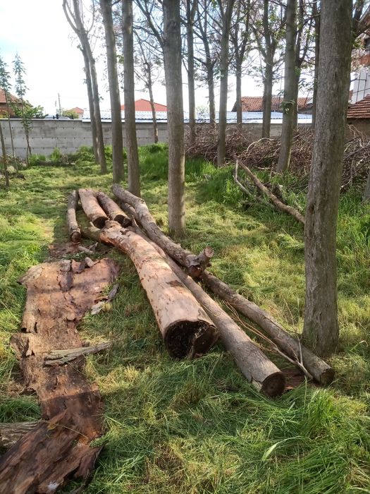 Пауловния - дървета (трупи)