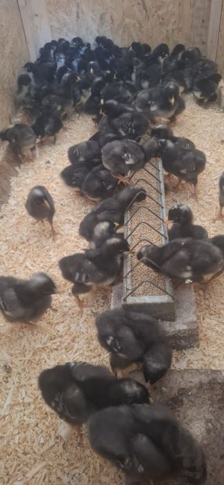 Pui Australorp și Plymouth