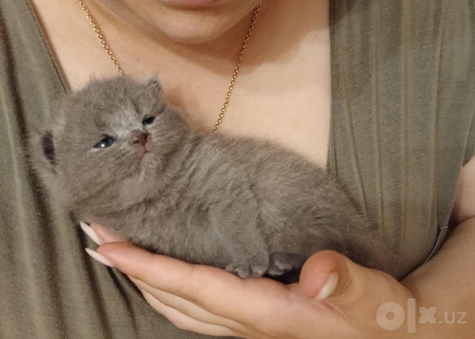 Котята открыто бронь
