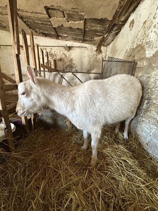 Продаются козы зааненские