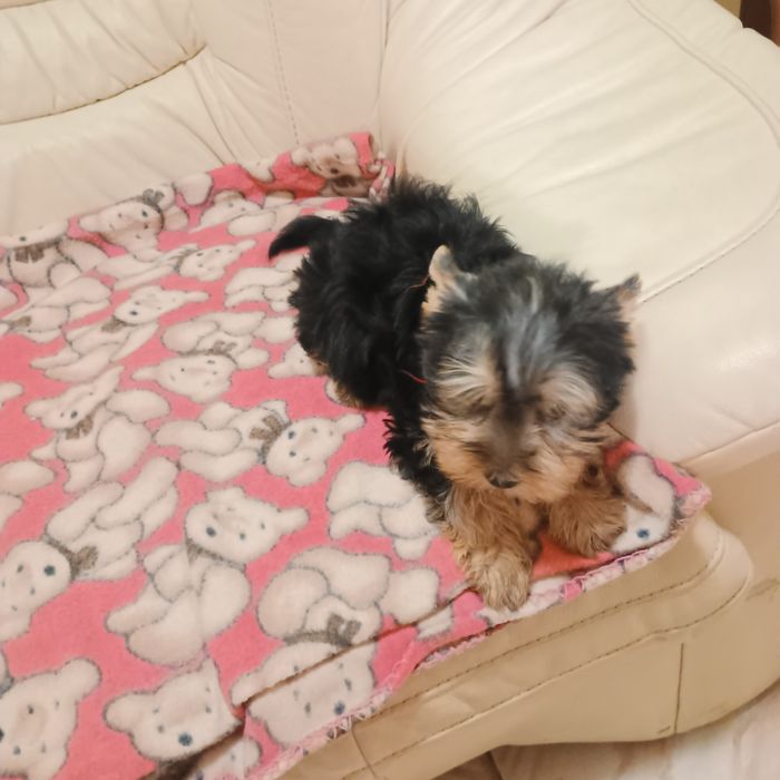 Fetiță Yorkshire Terrier Mini