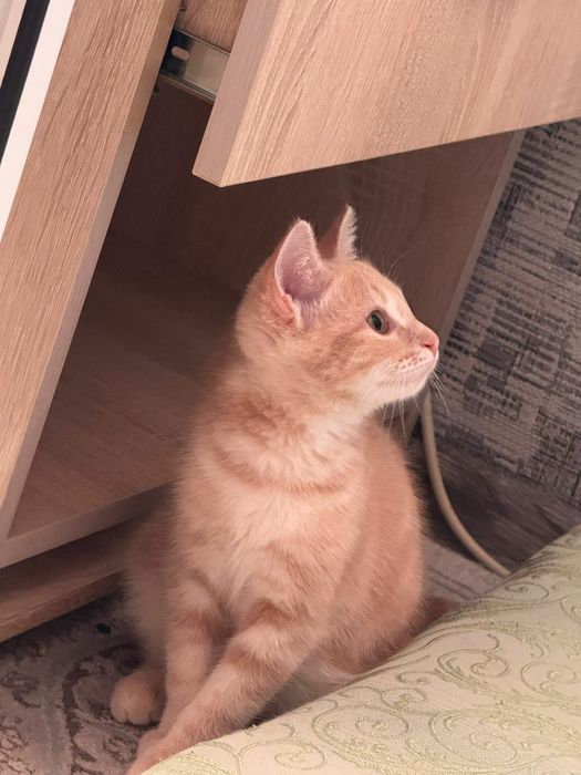 Продается  котенок,игривая