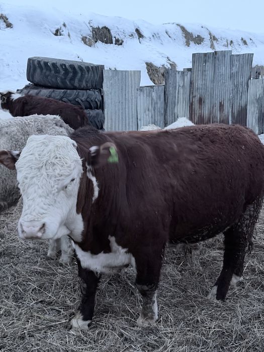 Продаю быка на племя .