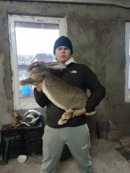 Disponbil uriași german