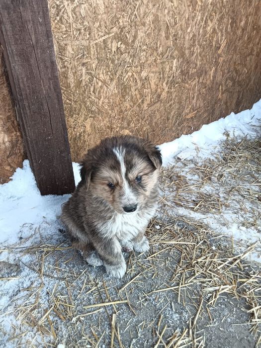 Отдам в добрые руки щенков