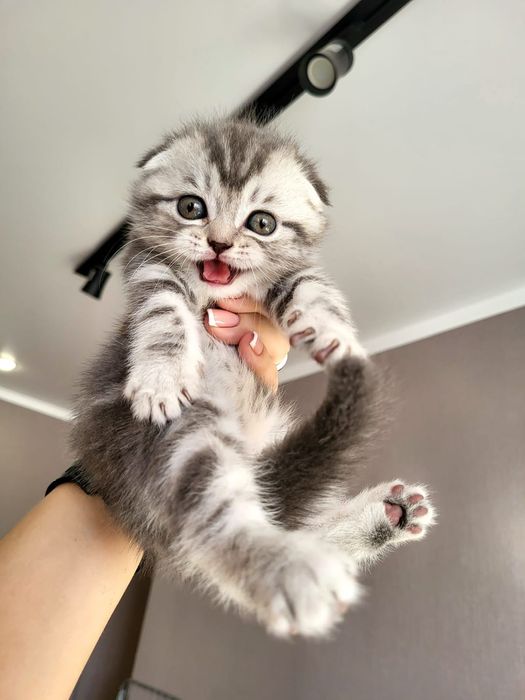 Скоттиш Фолд и Страйт.