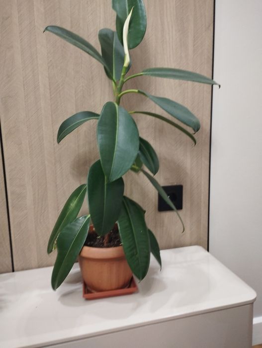 Комнатные цветы продам