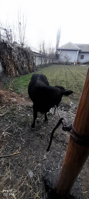 Gunojin sotladi soglom