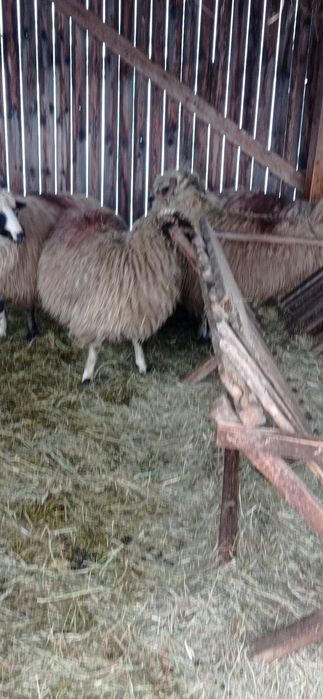 De vânzare 9 oi și 7 noatine