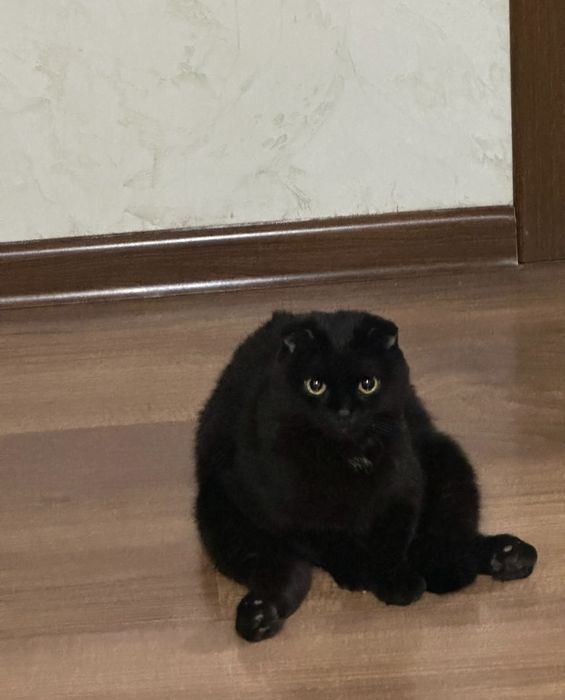 Вислоухая кошка 2 годика