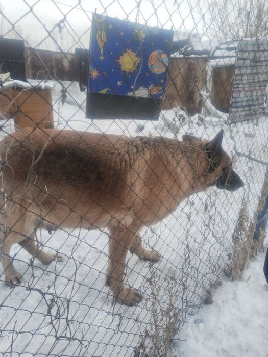 Продам щенков 50000