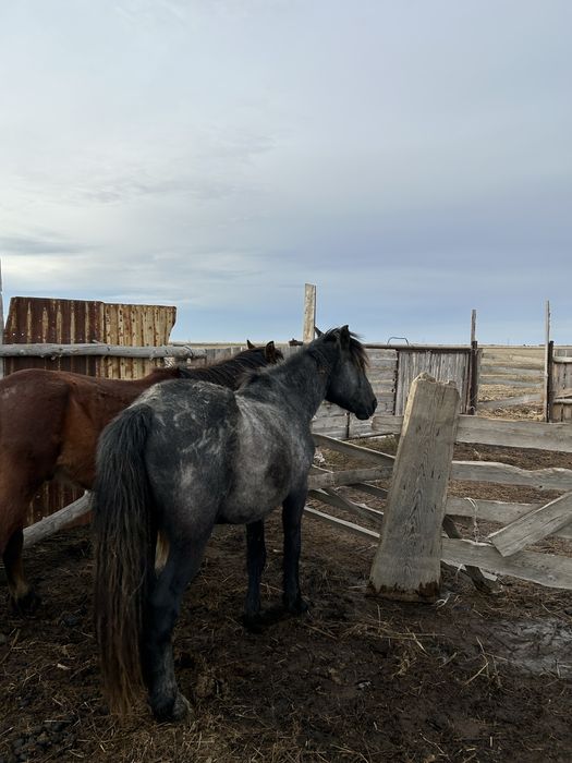 Дөнен сатылады айғырлыққа
