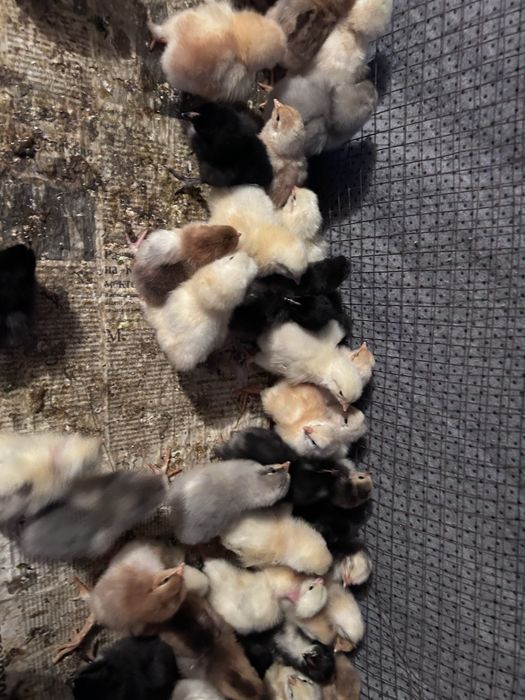 Цыплята простые домашние