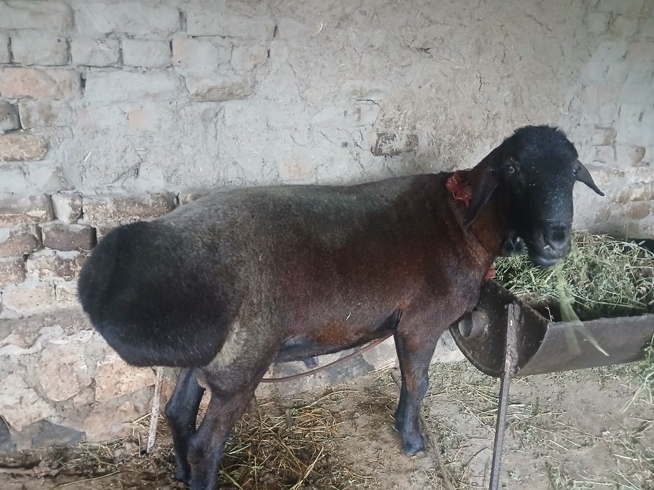 Qora qõchqor sotiladi