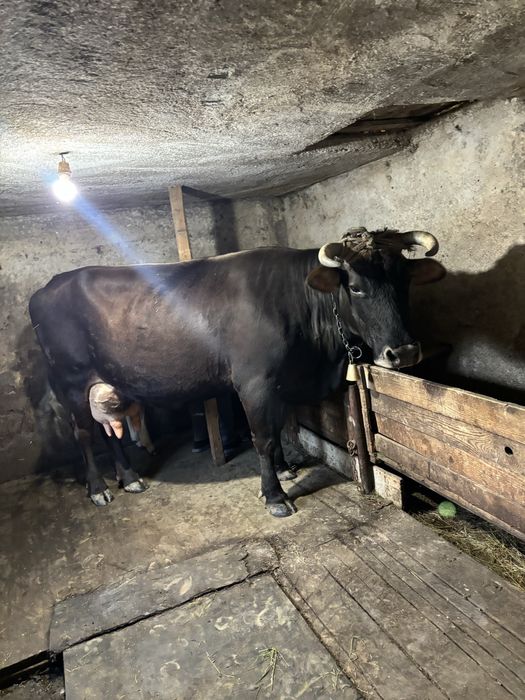 vaca Metis  cu vitel