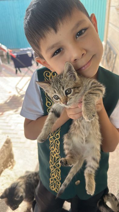 Котята в хорошие руки