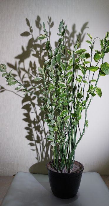 Педилантус комнатный цветок