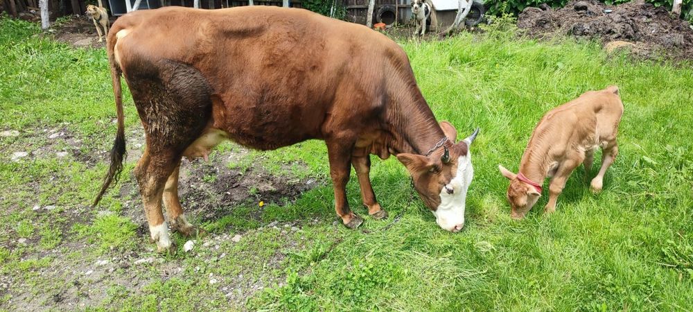 Vaca de vânzare tânără