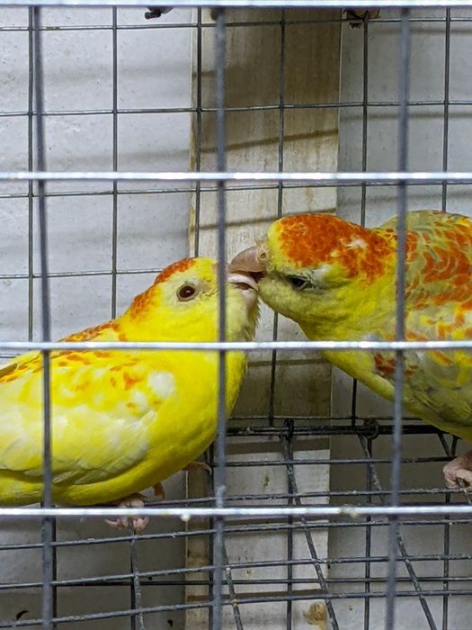 Певчие попугайчики