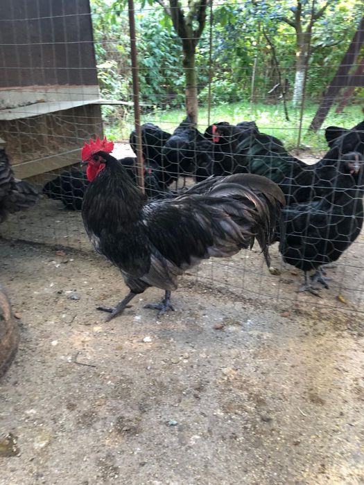 Oua incubat araucana potarnichiu - gat auriu - negru - australorp alb - albastru - plymouth rock barat