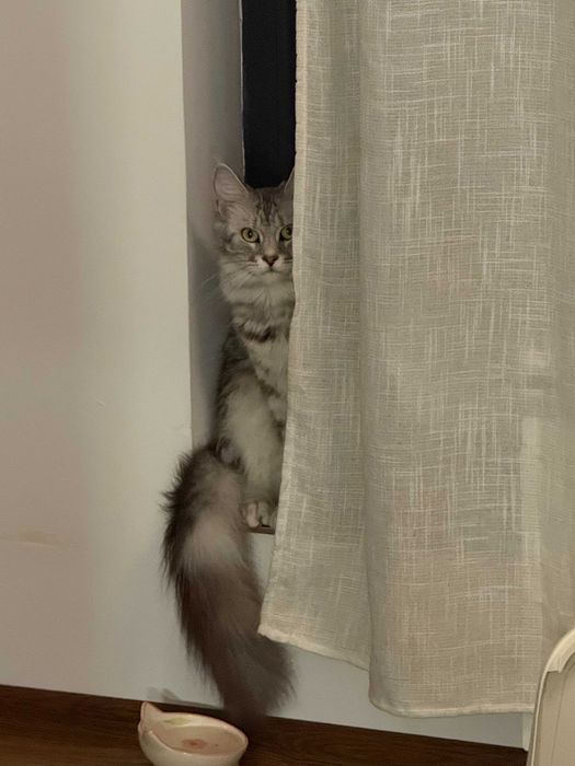 Женски Maine Coon (Мейн кун)